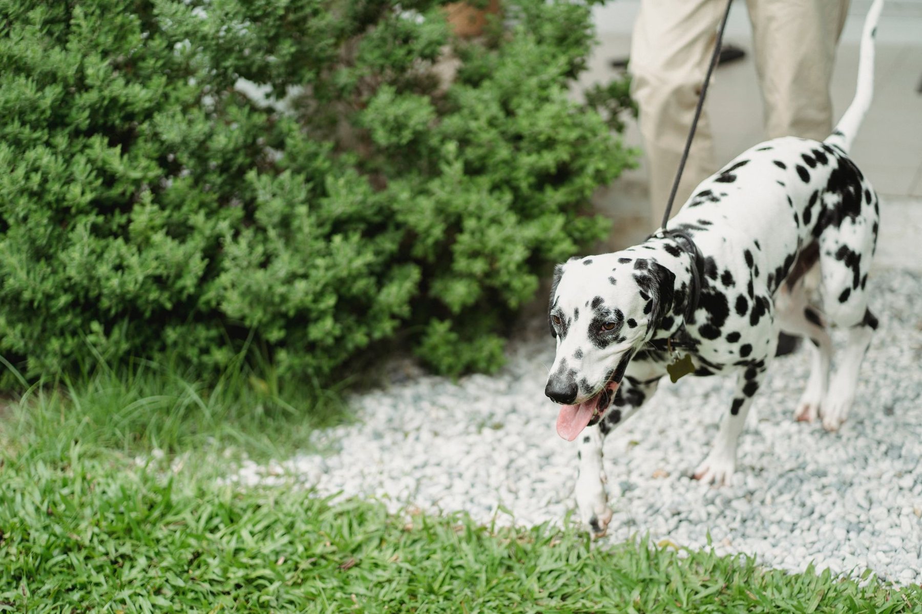 Pet-Friendly Turf in Phoenix AZ